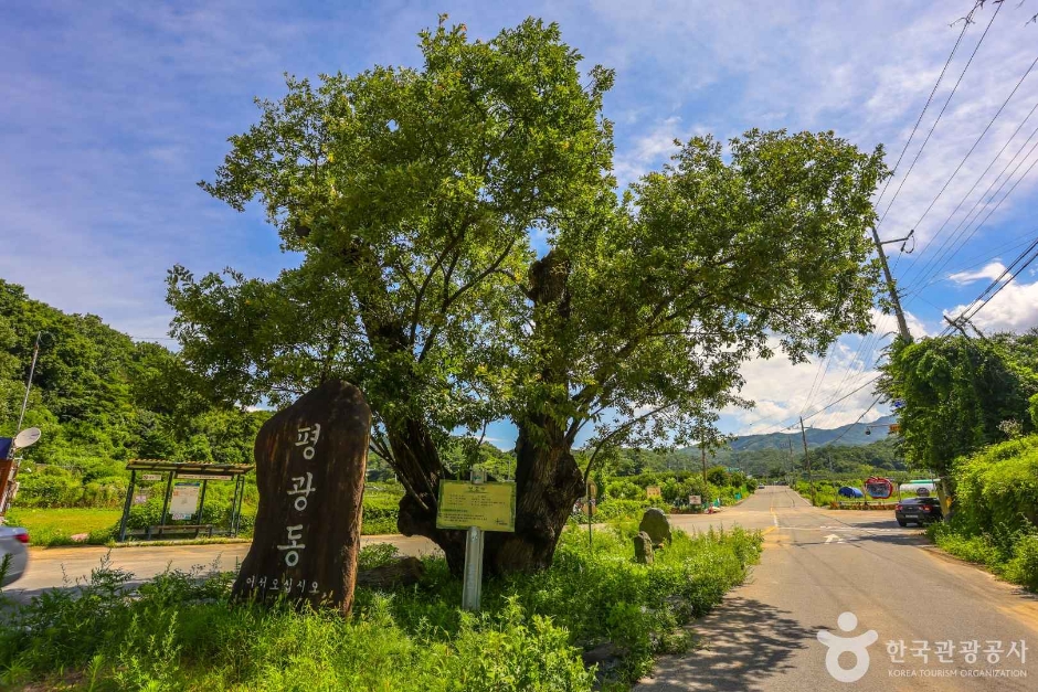 평광동 사과마을 (1)