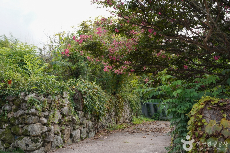 한밤마을돌담길 (12)