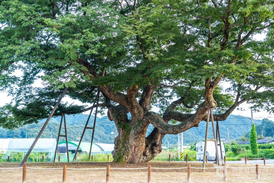 서구_괴곡동 느티나무 (2)