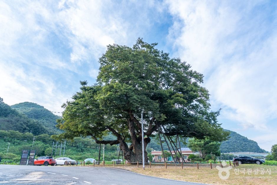 서구_괴곡동 느티나무 (3)