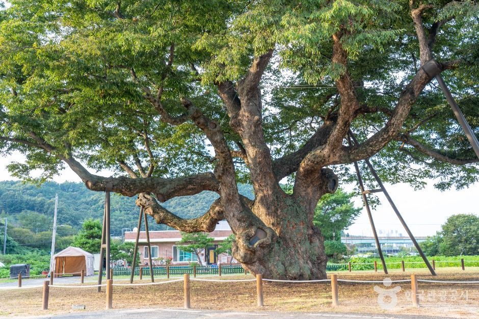 서구_괴곡동 느티나무 (4)