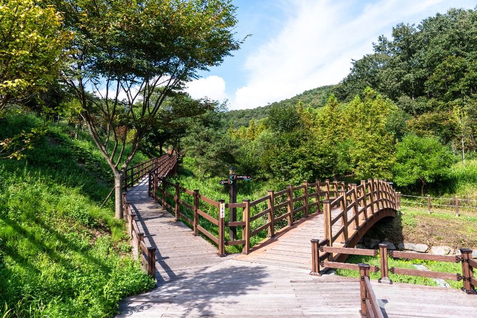 중구_대전 치유의 숲 (3)