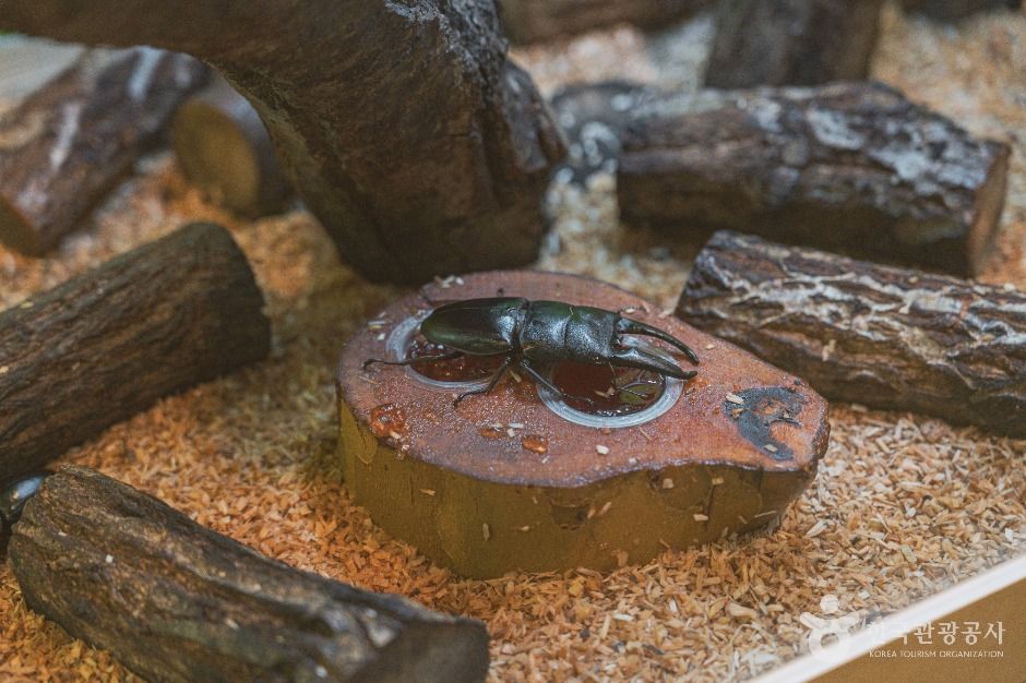 대전_대전곤충생태관 (4)