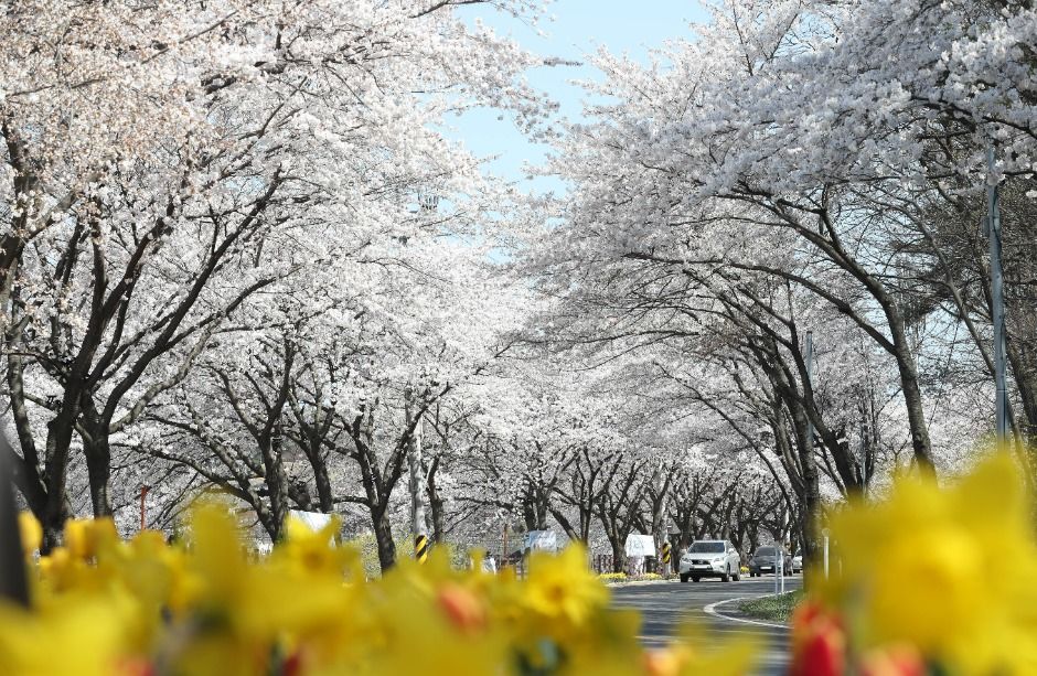대전_대청호 벚꽃길 (3)