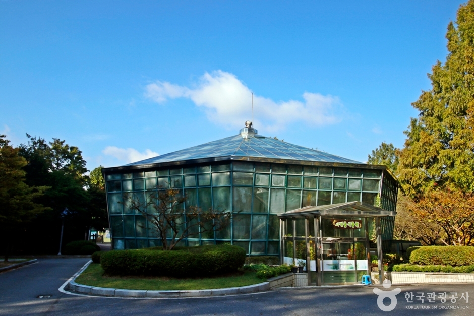 대전 보문산 행복 숲 둘레길 (13)