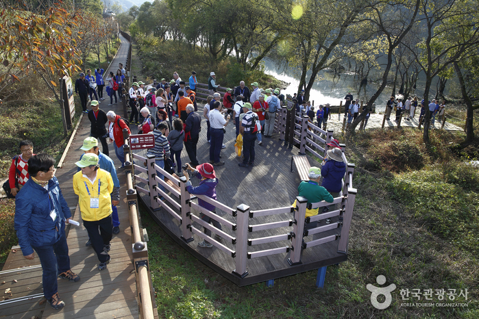 대청로 오백리길 21구간 로하스 해피로드 왕버드나무 군락지