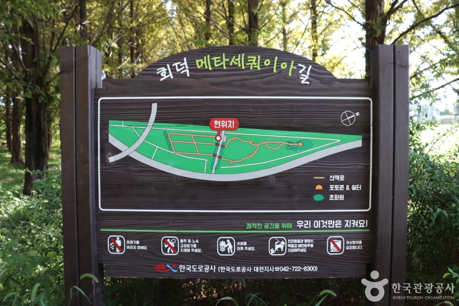 회덕메타세쿼이아길 (1)