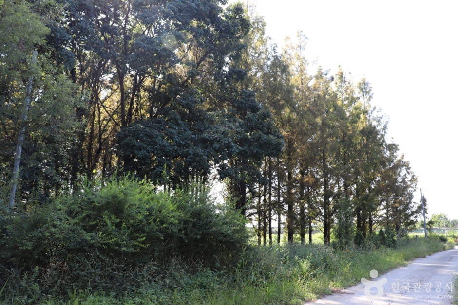 회덕메타세쿼이아길 (3)