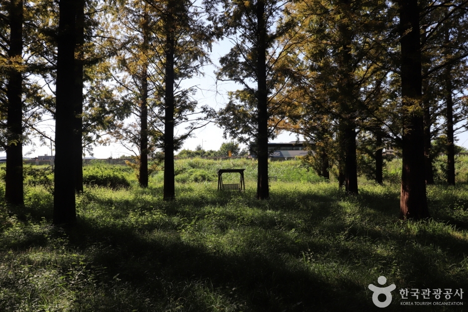 회덕메타세쿼이아길 (5)