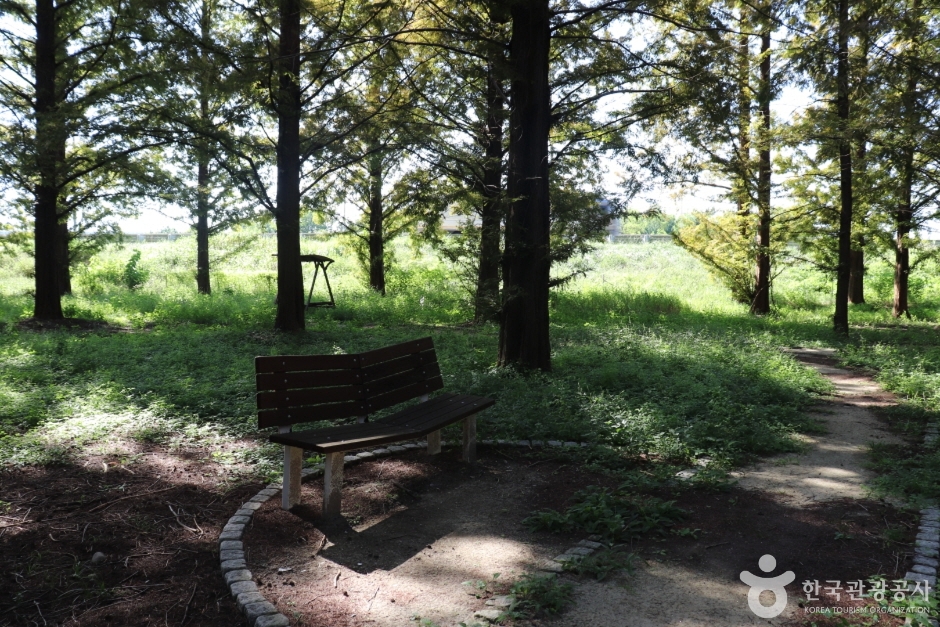 회덕메타세쿼이아길 (7)