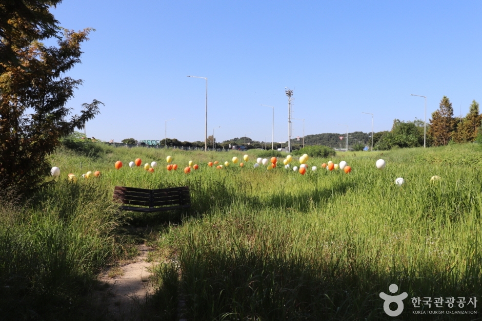 회덕메타세쿼이아길 (9)