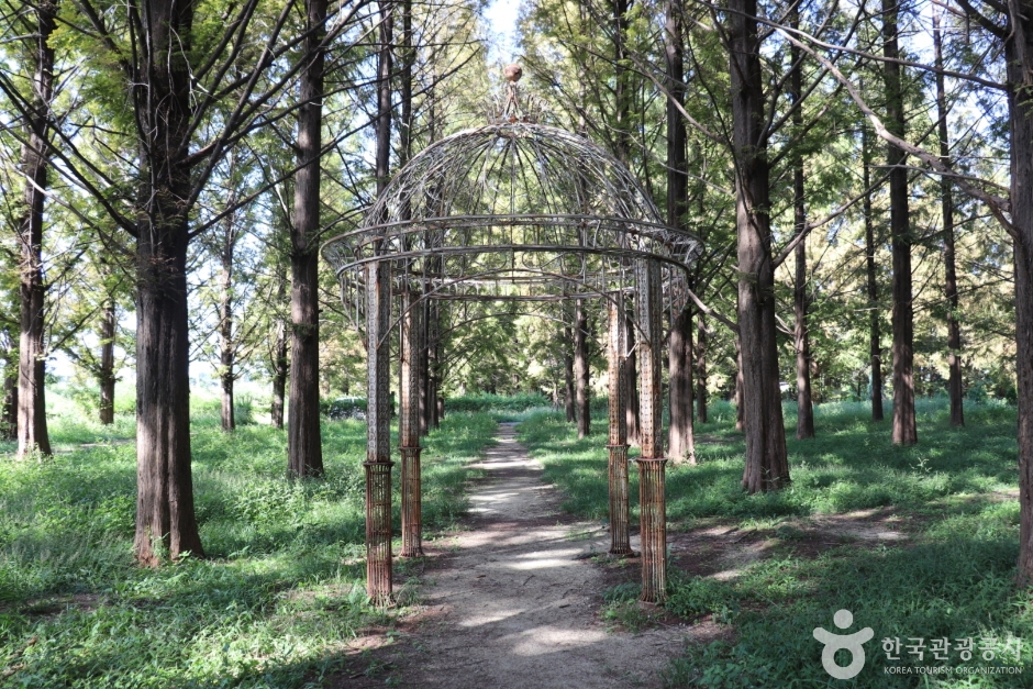 회덕메타세쿼이아길 (13)