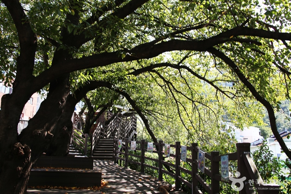 개금벚꽃문화길 (16)