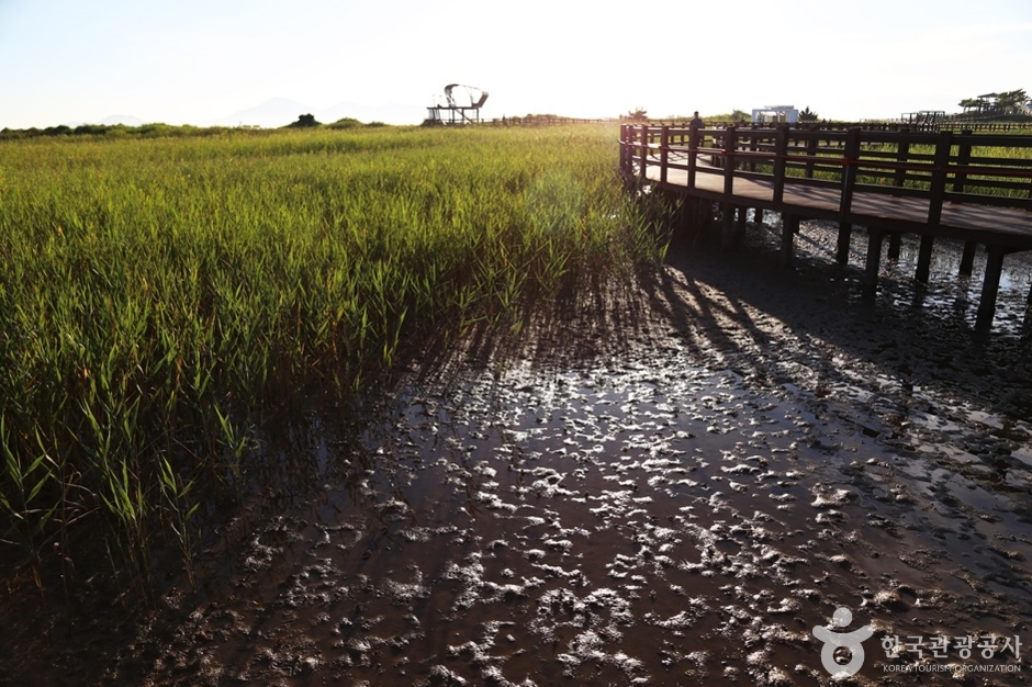 다대포생태탐방로 (5)