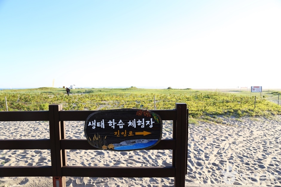 다대포생태탐방로 (15)