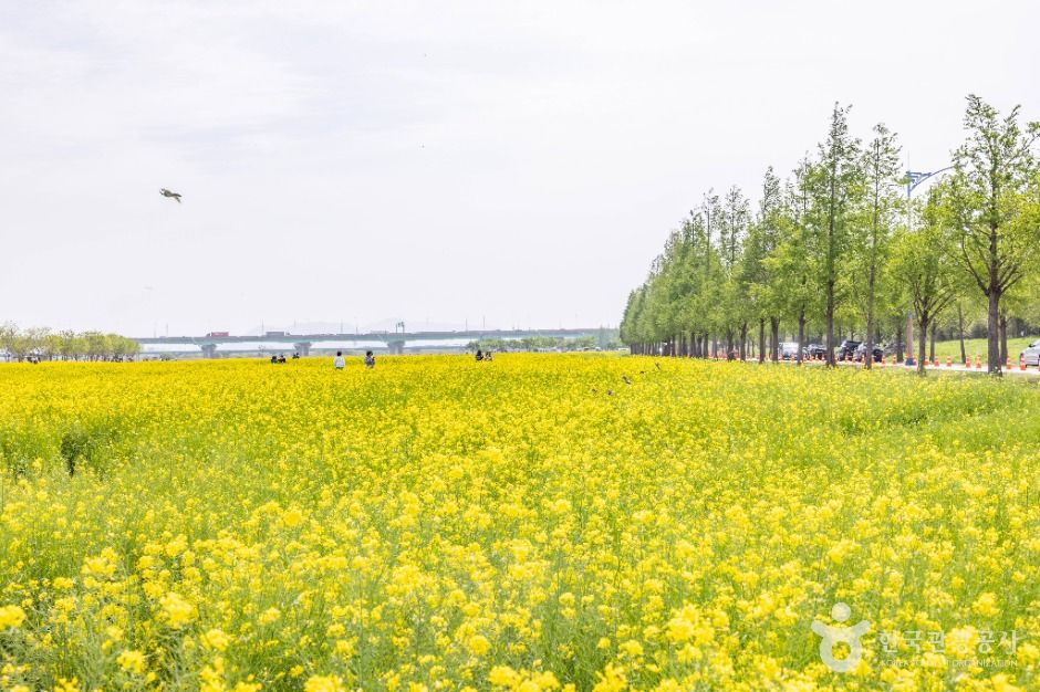 부산_대저생태공원 (3)