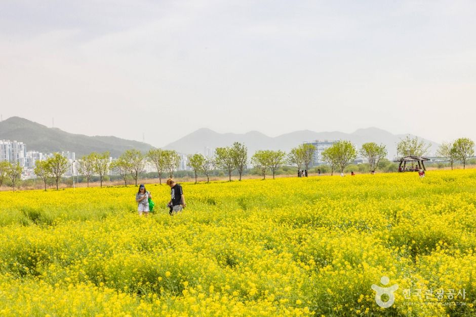 부산_대저생태공원 (11)