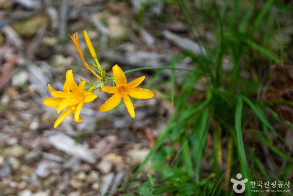 부산 치유의 숲 (2)