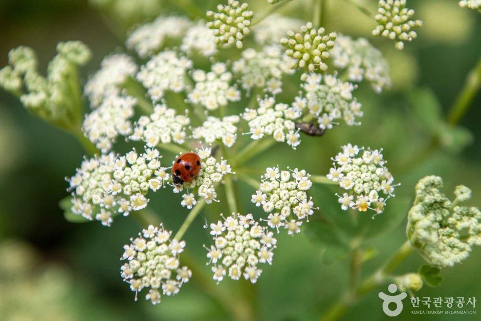 부산 치유의 숲 (3)