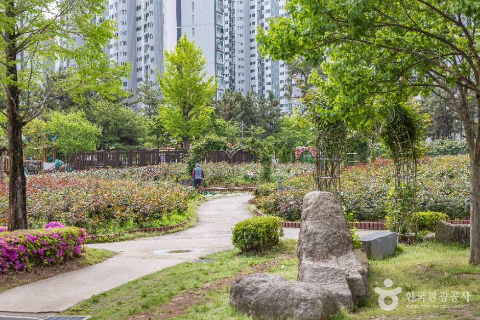 부산_장미원 (8)