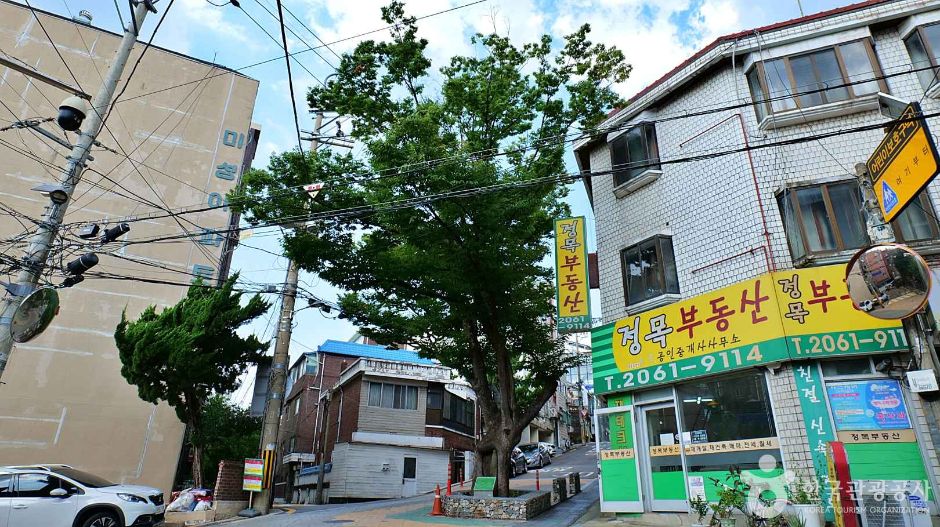 서울_양천_150년 수령 느티나무 (7)