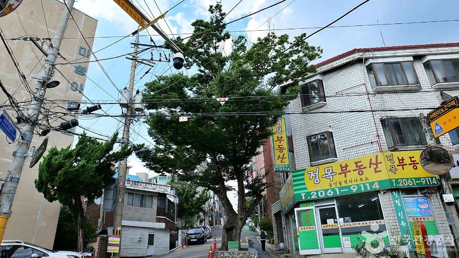 서울_양천_150년 수령 느티나무 (5)