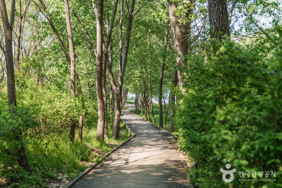 서울_광나루한강공원 암사생태공원 (4)