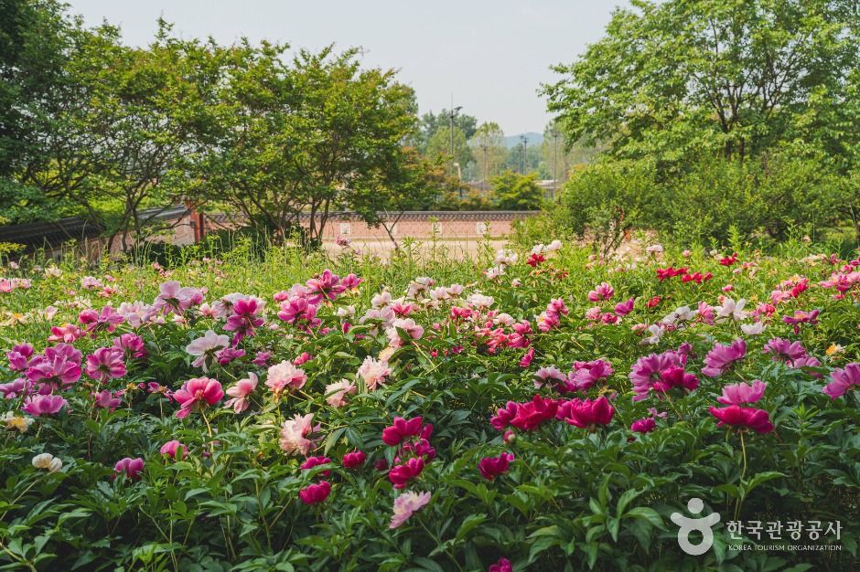 서울_국립중앙박물관 전통염료식물원 (2)