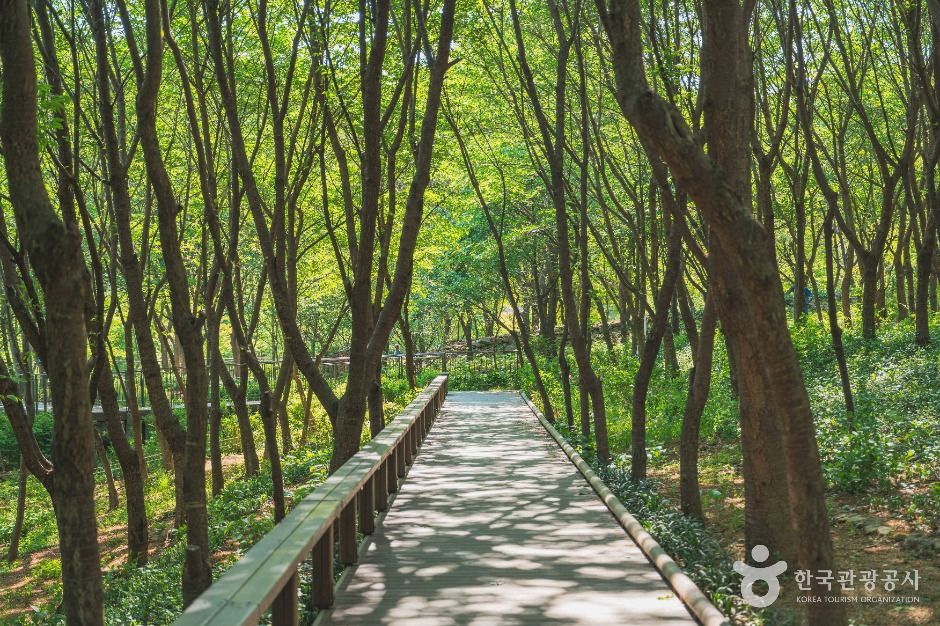 서울_대모산숲속야생화원 (2)