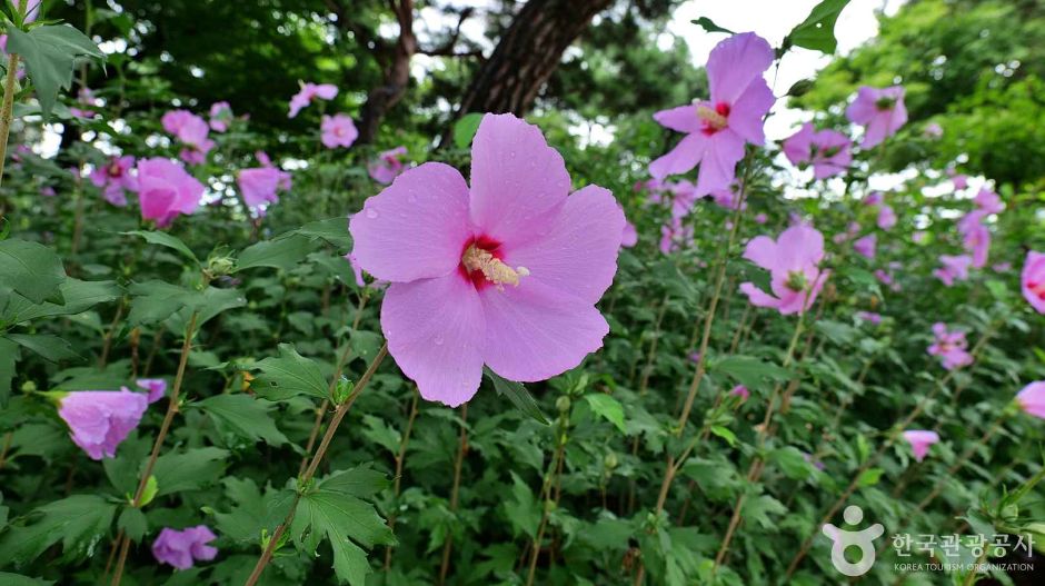 서울_종로_무궁화동산 (4)