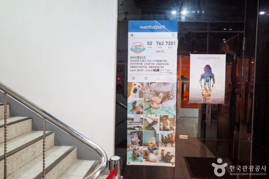 미어캣파크 (4)