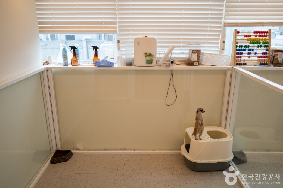 미어캣파크 (12)