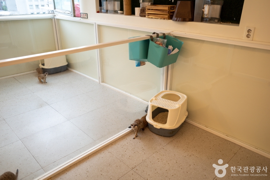 미어캣파크 (13)