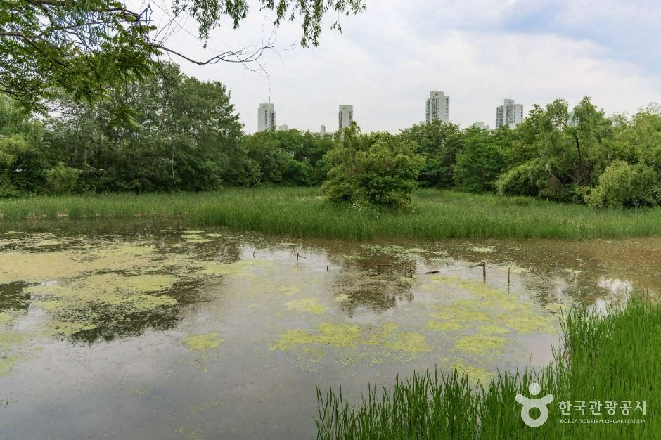 서울_방이동 생태경관 보전지역 (5)