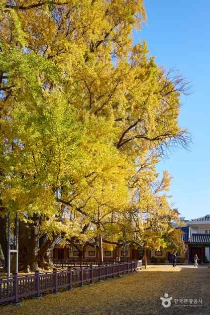 서울 문묘와 성균관 (9)