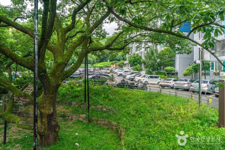 서울_서울 신림동 굴참나무 (2)