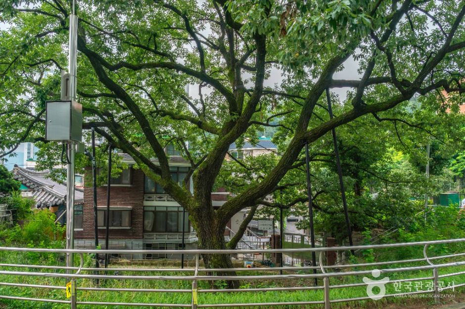 서울_서울 신림동 굴참나무 (3)