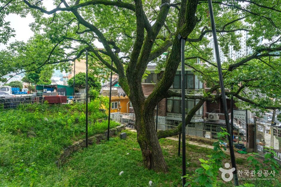 서울_서울 신림동 굴참나무 (5)