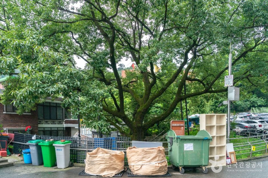 서울_서울 신림동 굴참나무 (6)
