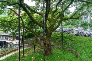 서울 신림동 굴참나무