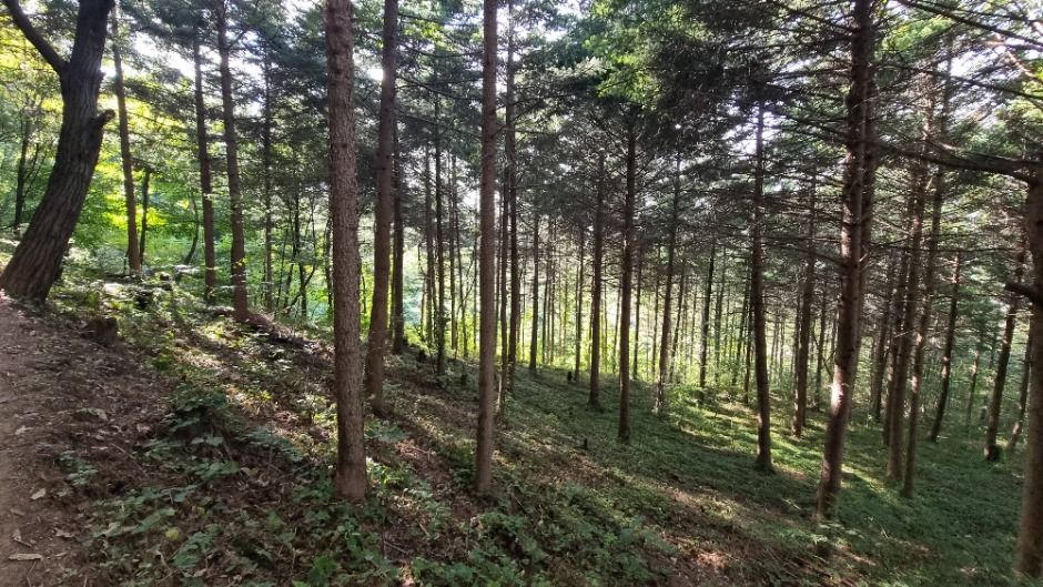 [서울둘레길 10코스] 우면산코스 (7)