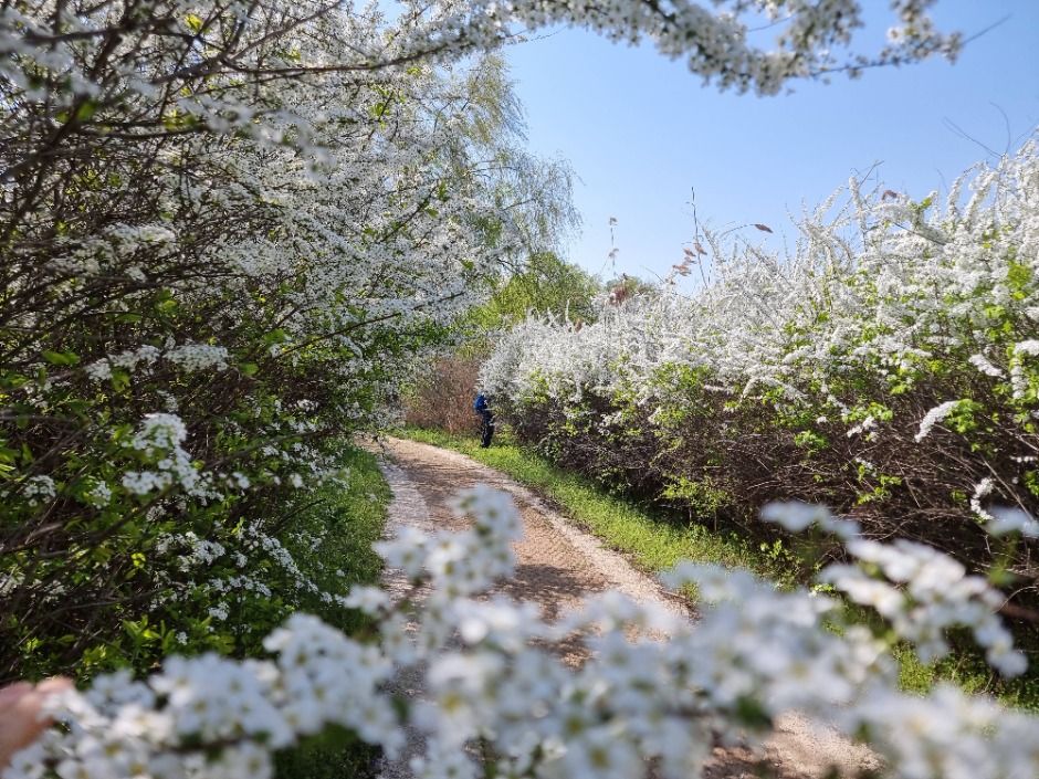 [서울둘레길 15코스] 노을·하늘공원코스 (4)