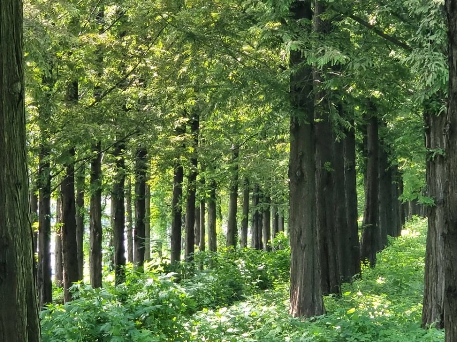 [서울둘레길 15코스] 노을·하늘공원코스 (5)