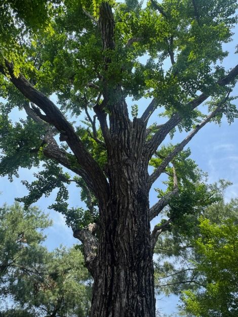 서울_성주우물터은행나무 (2)