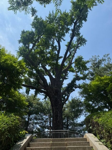 서울_성주우물터은행나무 (4)