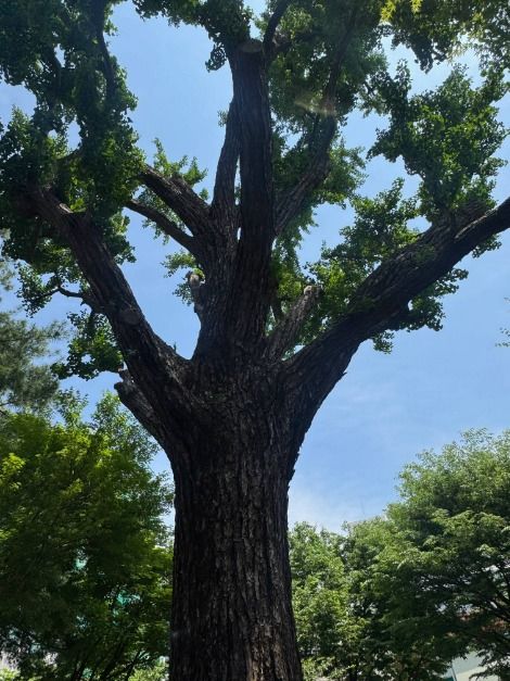 서울_성주우물터은행나무 (5)