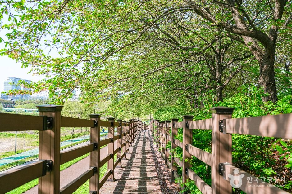 서울_안양천제방벚꽃길 (1)