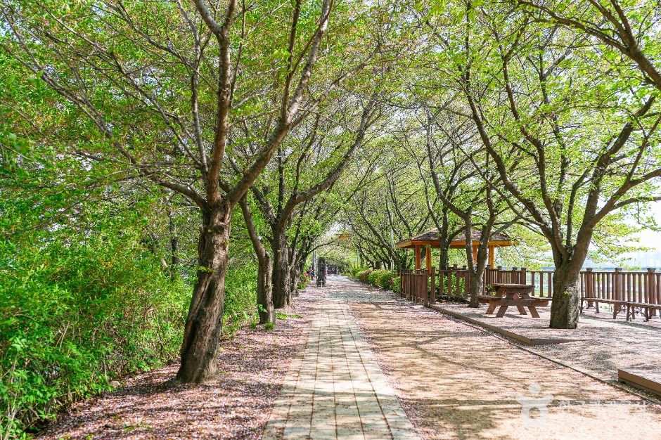 서울_안양천제방벚꽃길 (2)