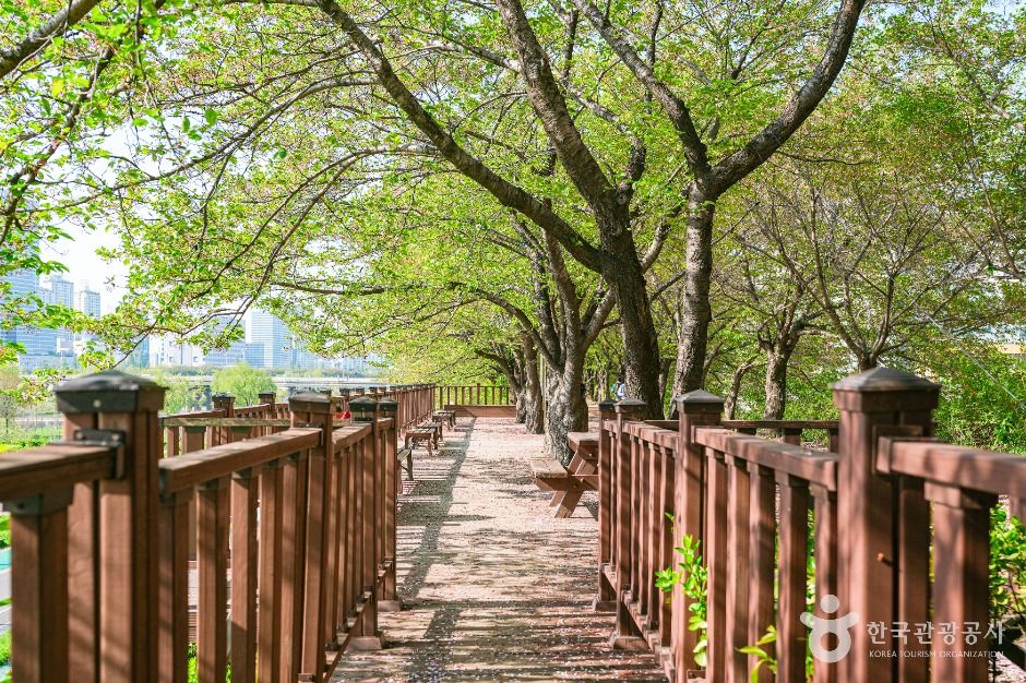 서울_안양천제방벚꽃길 (3)