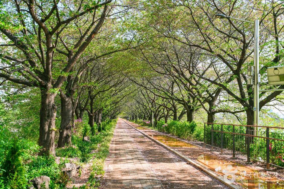 서울_안양천제방벚꽃길 (4)